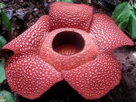 A giant flower with 5 dark pinkish-red petals covered in raised pale areas. The center of the flower is cavernous. 