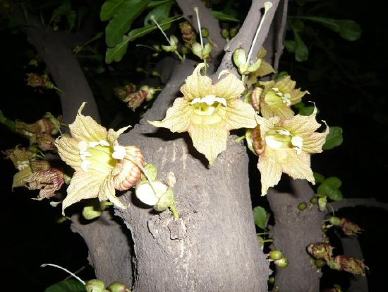 A tree at night with large white flowers. They are somewhat pendant and quite open.