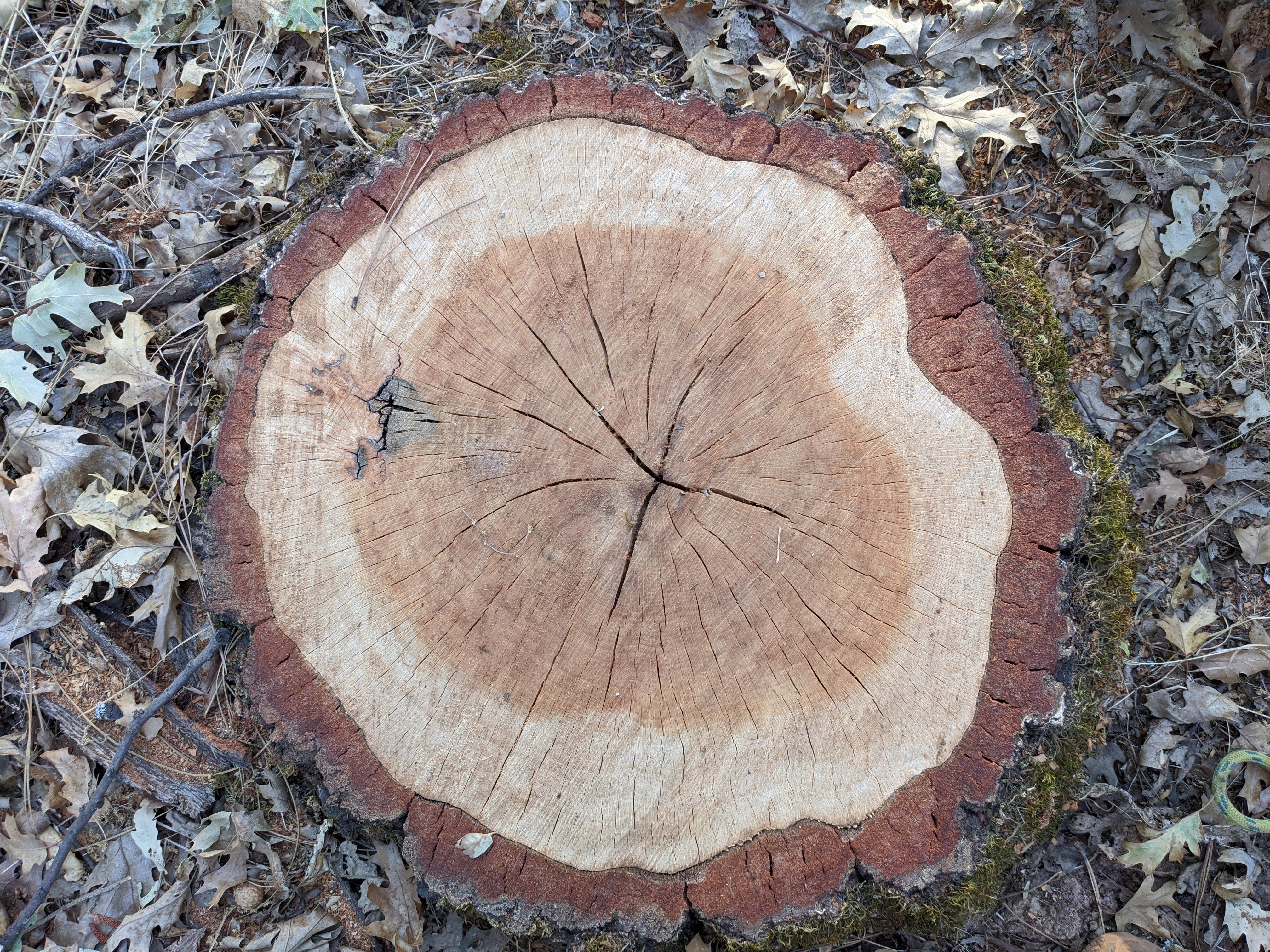Looking down at a freshly cut stump. 