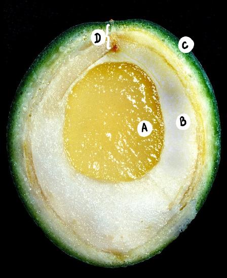 A longitudinal section through a Cycas ovule. 