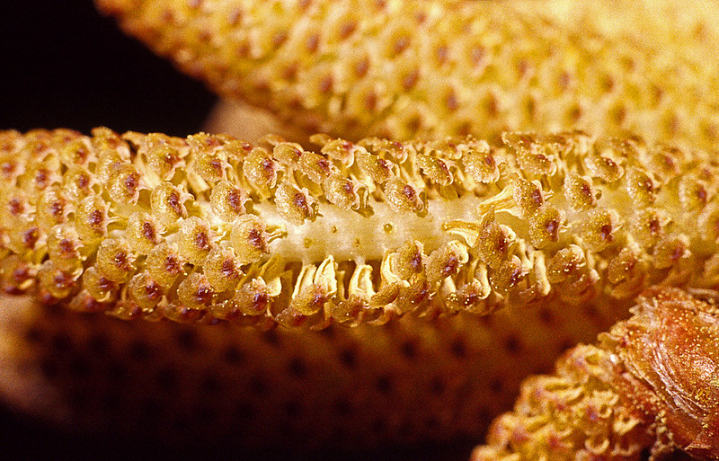 A microstrobilus of a conifer species. It is long, thin, and small. The scales look papery. 