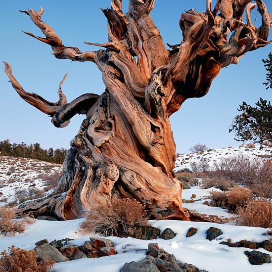 A twisted, gnarled, stout tree surrounded by a thin layer of snow on a mountain ridge