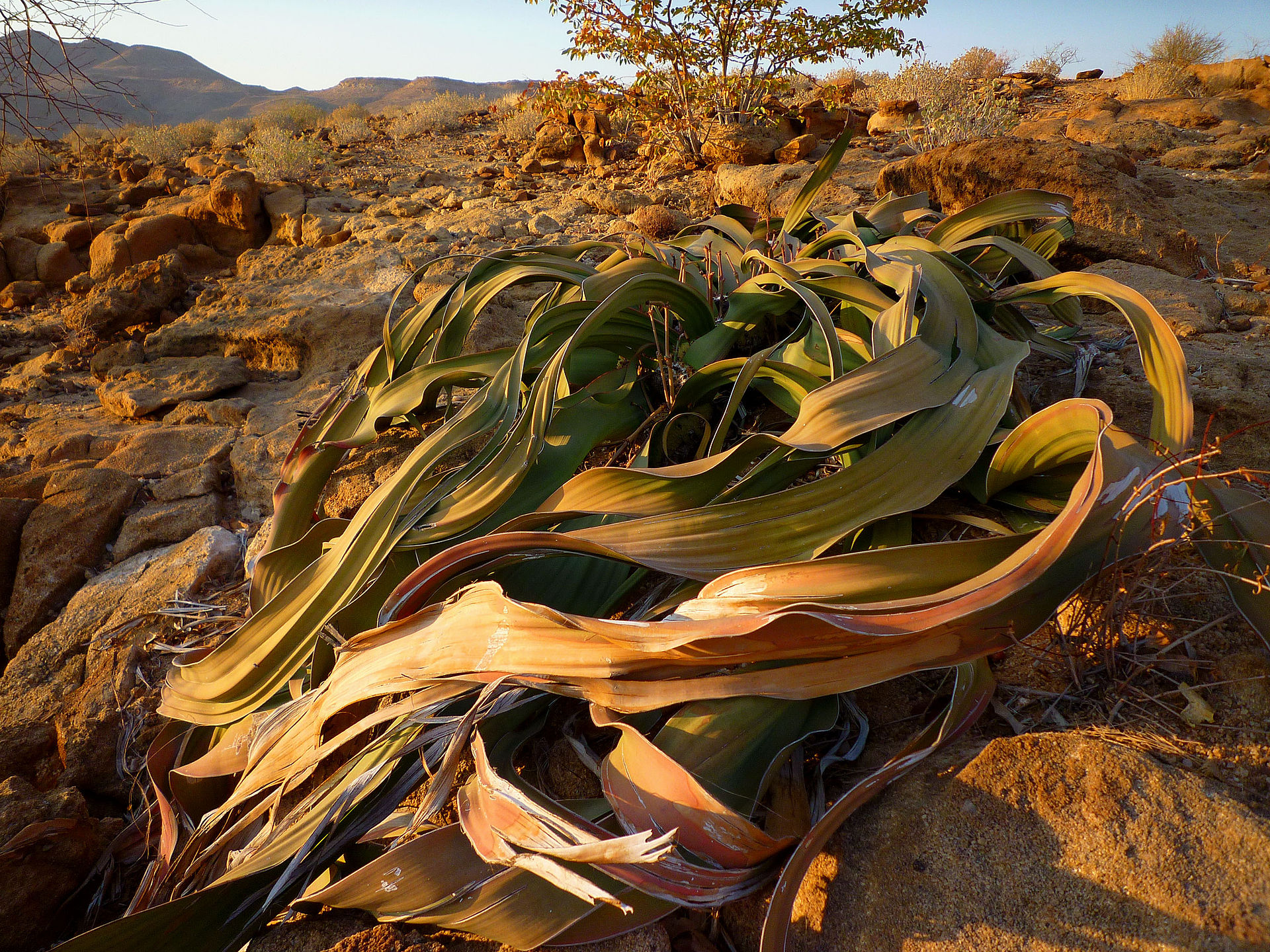 A large Welwitschia plant, the leaves are piling on top of themselves and there appear to be more than two, as the leaves have split many times