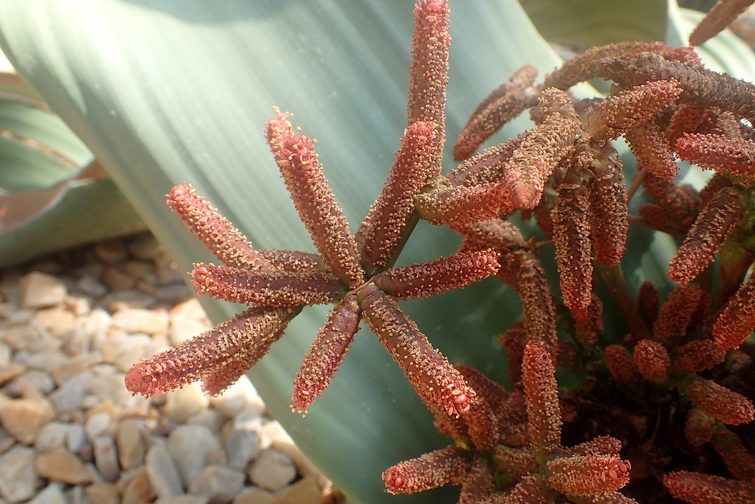 Many smaller, salmon-colored, pointier microstrobili in the center of a Welwitschia plant