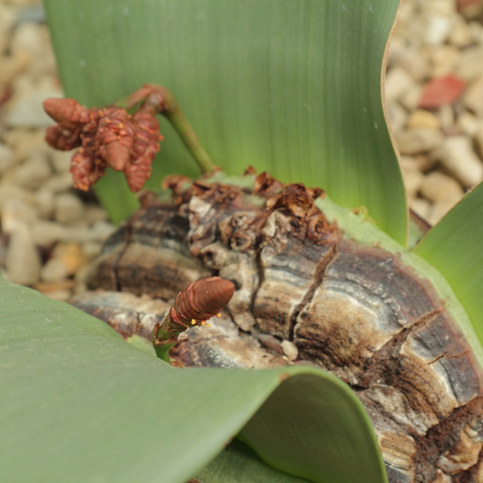 A small cluster of megastrobili. They are composed of tightly overlapping megasporophylls and are slightly swollen in the center.