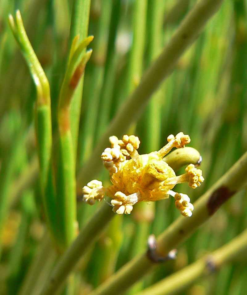 A small cone-like strobilus with structures emerging that look like anthers (small, yellow, and branching)