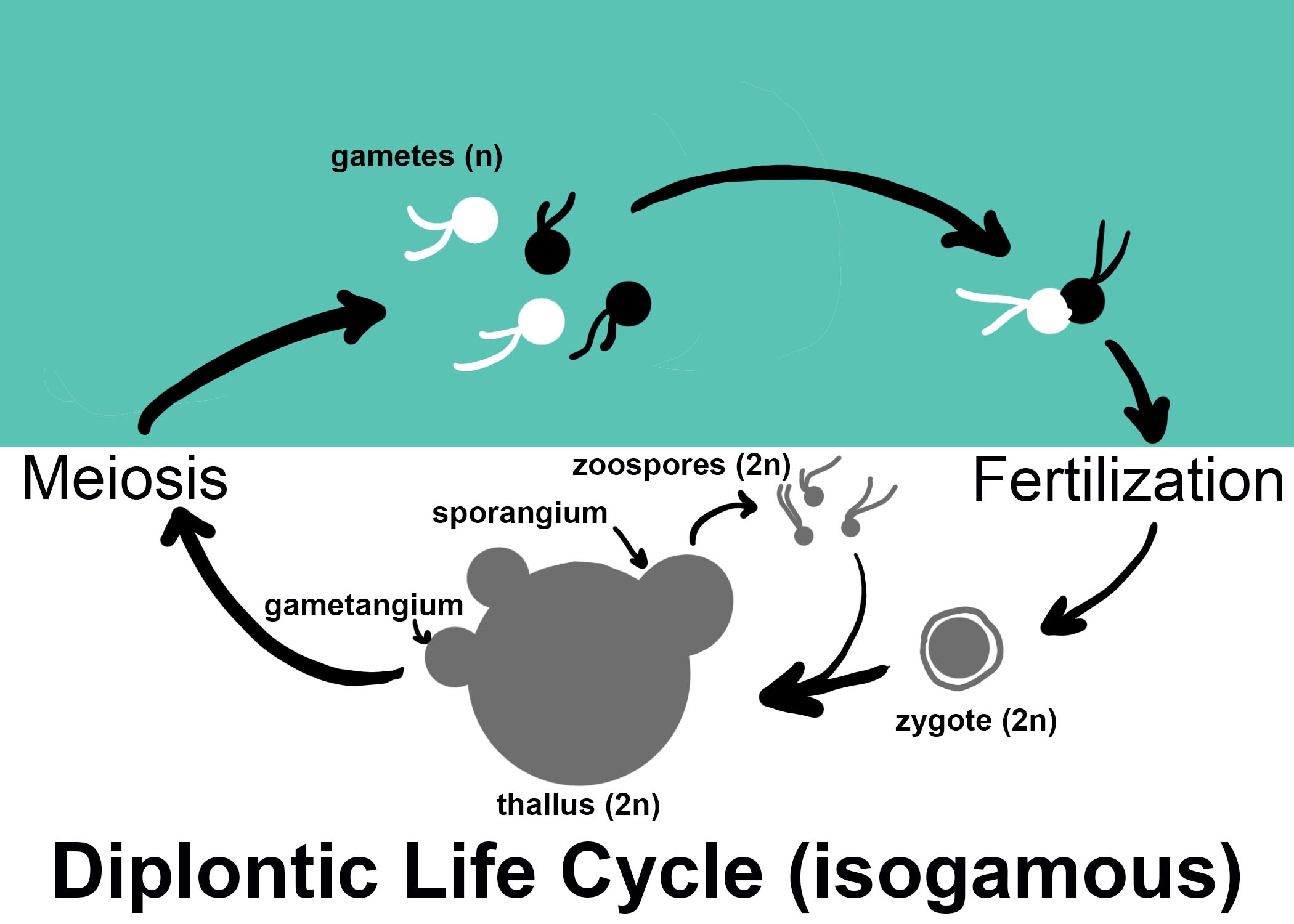 Diplontic life cycle diagram. 