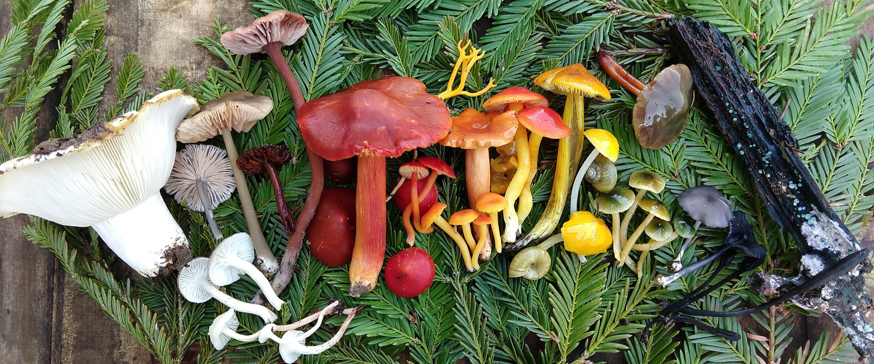Mushrooms arranged by color in a rainbow, laid atop green redwood branches