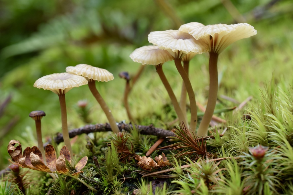 Mushrooms growing among moss