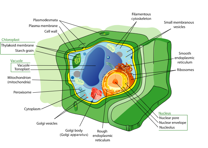 Plant cell with structures labeled