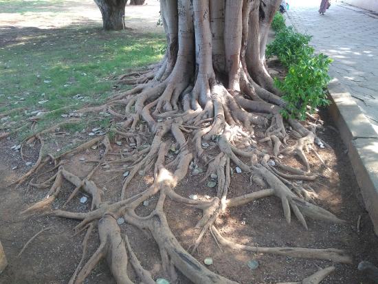 Tree Roots visible on the ground