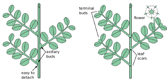 Comparison of compound and simple leaves