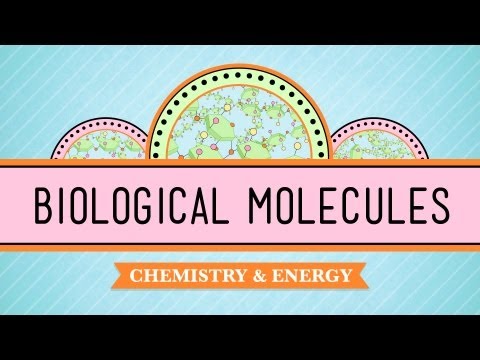 Thumbnail for the embedded element "Biological Molecules - You Are What You Eat: Crash Course Biology #3"