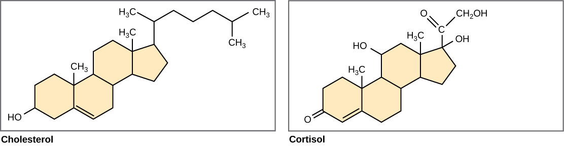 The structures of cholesterol and cortisol are shown. Each of these molecules is composed of three six-carbon rings fused to a five-carbon ring. Cholesterol has a branched hydrocarbon attached to the five-carbon ring, and a hydroxyl group attached to the terminal six-carbon ring. Cortisol has a two-carbon chain modified with a double-bonded oxygen, a hydroxyl group attached to the five-carbon ring, and an oxygen double-bonded to the terminal six-carbon ring.