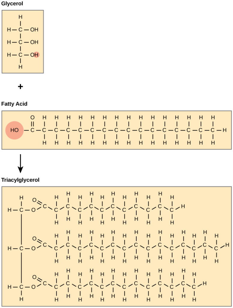The structures of glycerol, a fatty acid, and a triacylglycerol are shown. Glycerol is a chain of three carbons, with a hydroxyl (OH) group attached to each carbon. A fatty acid has an acetyl (COOH) group attached to a long carbon chain. In triacylglycerol, a fatty acid is attached to each of glycerol's three hydroxyl groups via the carboxyl group. A water molecule is lost in the reaction so the structure of the linkage is C-O-C, with an oxygen double bonded to the second carbon.