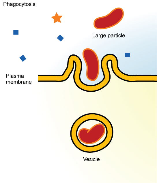 This illustration shows a plasma membrane forming a pocket around a particle in the extracellular fluid. The membrane subsequently engulfs the particle, which becomes trapped in a vesicle.