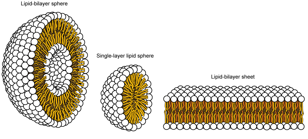 The image on the left shows a spherical lipid bilayer. The image on the right shows a smaller sphere that has a single lipid layer only. The image at the bottom shows a lipid bilayer sheet.