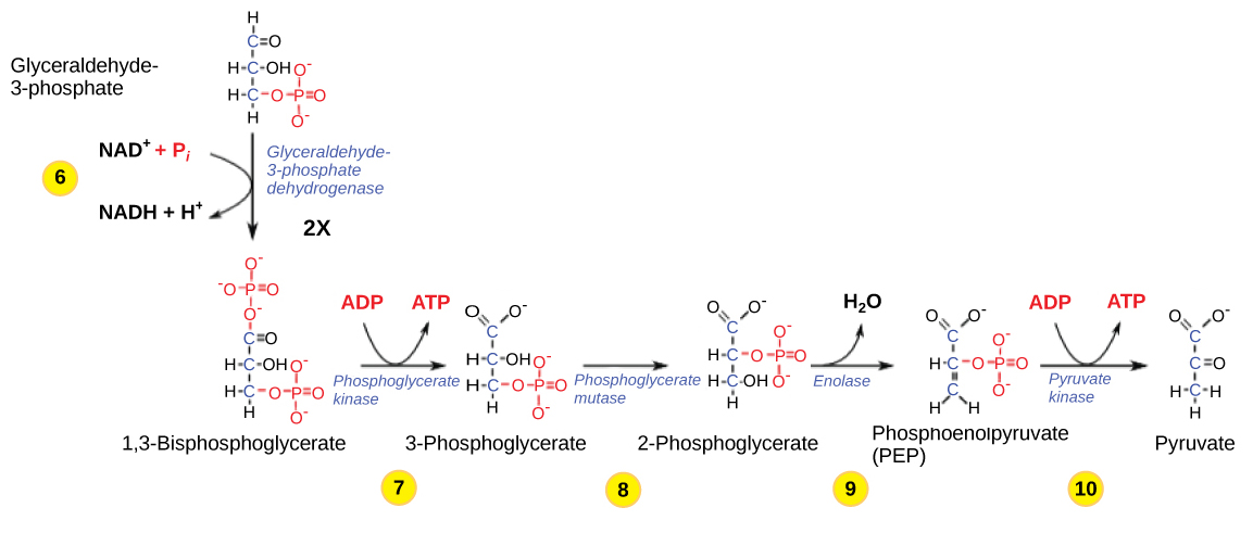 This illustration shows the steps in the second half of glycolysis. In step six, the enzyme glyceraldehydes-3-phosphate dehydrogenase produces one NADH molecule and forms 1,3-bisphosphoglycerate. In step seven, the enzyme phosphoglycerate kinase removes a phosphate group from the substrate, forming one ATP molecule and 3-phosphoglycerate. In step eight, the enzyme phosphoglycerate mutase rearranges the substrate to form 2-phosphoglycerate. In step nine, the enzyme enolase rearranges the substrate to form phosphoenolpyruvate. In step ten, a phosphate group is removed from the substrate, forming one ATP molecule and pyruvate.
