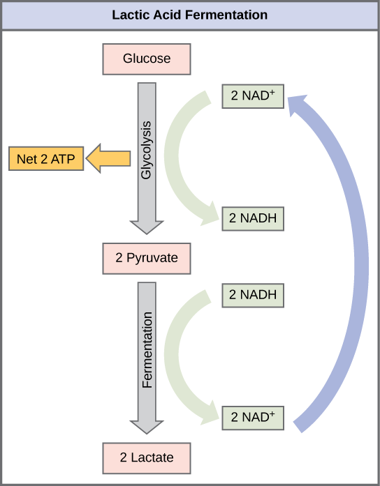 This illustration shows that during glycolysis, glucose is broken down into two pyruvate molecules and, in the process, two NADH are formed from NAD^{+}. During lactic acid fermentation, the two pyruvate molecules are converted into lactate, and NADH is recycled back into NAD^{+}.