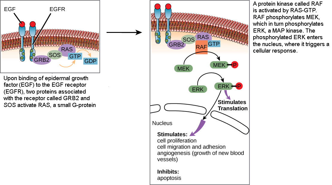 This illustration shows the epidermal growth factor receptor, which is embedded in the plasma membrane. Upon binding of a signaling molecule to the receptor’s extracellular domain, the receptor dimerizes, and intracellular residues are phosphorylated. Phosphorylation of the receptor triggers the phosphorylation of a protein called MEK by RAF. MEK, in turn, phosphorylates ERK. ERK stimulates protein translation in the cytoplasm, and transcription in the nucleus. Activation of ERK stimulates cell proliferation, cell migration and adhesion, and angiogenesis (growth of new blood vessels). ERK inhibits apoptosis.