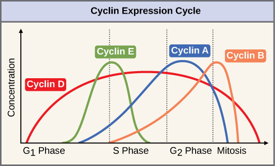 This graph shows the concentrations of different cyclin proteins during various phases of the cell cycle. Cyclin D concentrations increase in G_{1} and decrease at the end of mitosis. Cyclin E levels rise during G_{1} and fall during S phase. Cyclin A levels rise during S phase and fall during mitosis. Cyclin B levels rise in S phase and fall during mitosis.