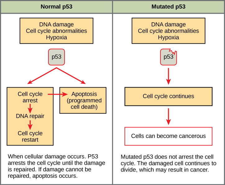 Part a: This illustration shows cell cycle regulation by normal p53, which arrests the cell cycle in response to DNA damage, cell cycle abnormalities, or hypoxia. Once the damage is repaired, the cell cycle restarts. If the damage cannot be repaired, apoptosis (programmed cell death) occurs. Part b: Mutated p53 does not arrest the cell cycle in response to cellular damage. As a result, the cell cycle continues, and the cell may become cancerous.