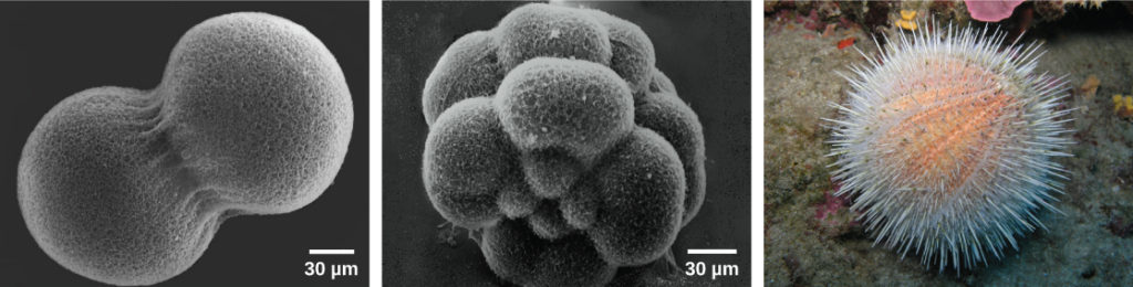 Image A shows two conjoined cells forming a dumbbell shape; the fertilization envelope has been removed so that the mesh-like outer layer can be seen. Image B shows the sea urchin embryo when it has divided into 16 conjoined cells; the overall shape is rounder than in image A. Image C shows a “water melon” sea urchin which appears as a peach-colored ball covered in white protruding spines.
