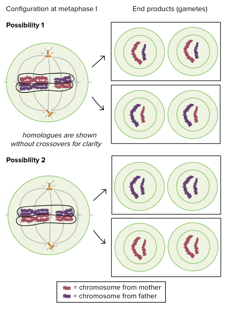 Diagram showing the relationship between chromosome configuration at meiosis I and homologue segregation to gametes. The diagram depicts a simplified case in which an organism only has 2n = 4 chromosomes. In this case, four different types of gametes may be produced, depending on whether the maternal homologues are positioned on the same side or on opposite sides of the metaphase plate.