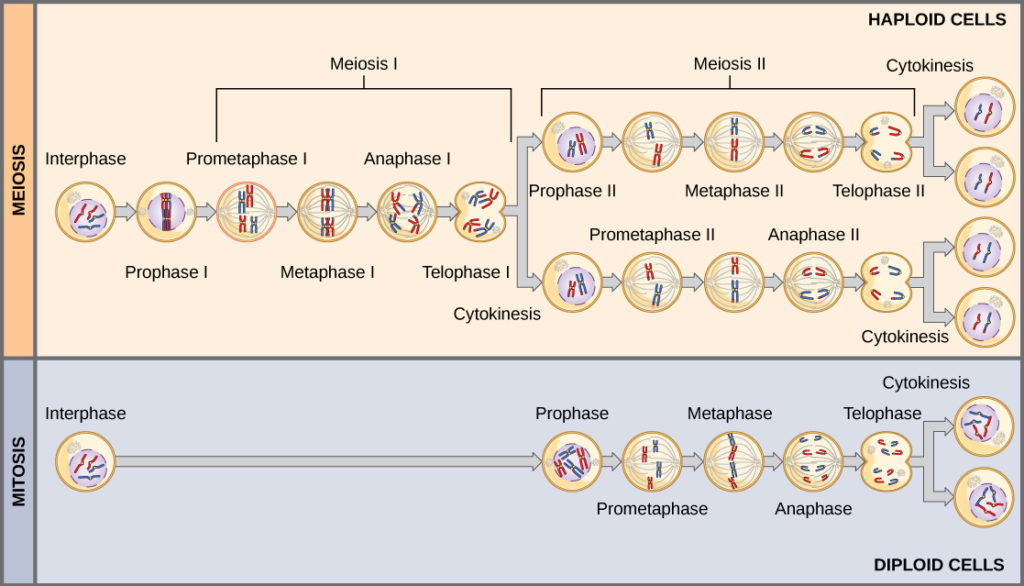 This illustration compares meiosis and mitosis. In meiosis, there are two rounds of cell division, whereas there is only one round of cell division in mitosis. 