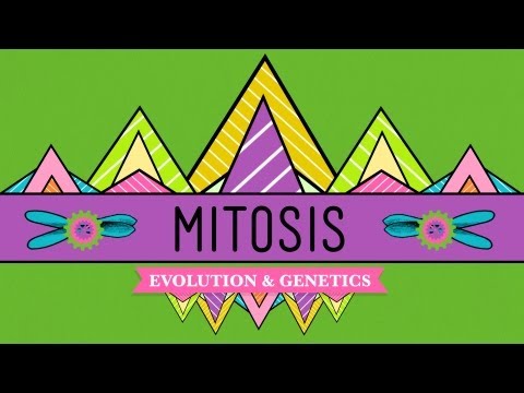 Thumbnail for the embedded element "Mitosis: Splitting Up is Complicated - Crash Course Biology #12"