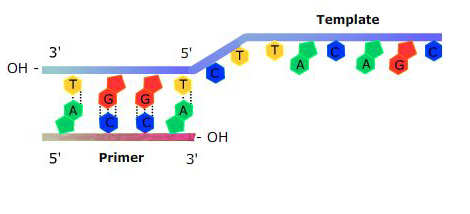 Diagram of a primer moving along the template strand of DNA.