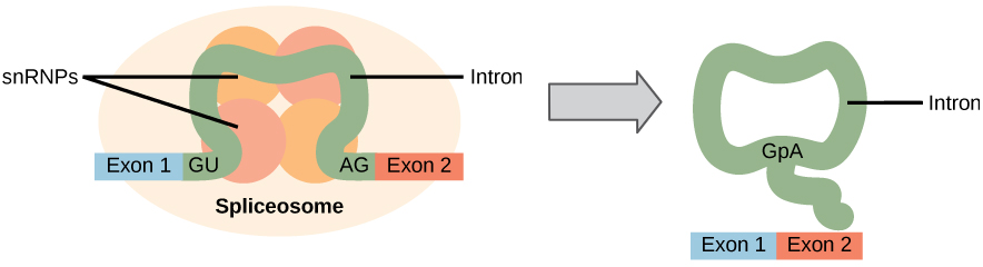 Illustration shows a spliceosome bound to mRNA. An intron is wrapped around snRNPs associated with the spliceosome. When the splice is complete, the exons on either side of the intron are fused together, and the intron forms a ring structure.