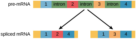 Diagram of a pre-mRNA being spliced into two different variants. There are four possible exons in the pre-mRNA: 1, 2, 3, and 4 Variant 1 contains exons 1, 2, and 4, but not exon 3. Variant 2 contains exons 1, 3, and 4, but not exon 2.
