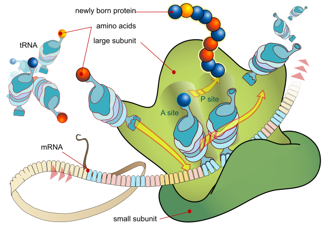 Diagram showing how the translation of the mRNA and the synthesis of proteins is made