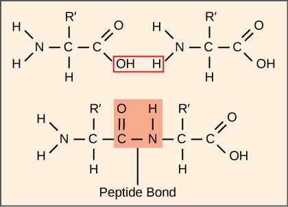 Illustration shows two amino acids side-by-side. Each amino acid has an amino group, a carboxyl group, and a side chain labeled R or R'. Upon formation of a peptide bond, the amino group is joined to the carboxyl group. A water molecule is released in the process.