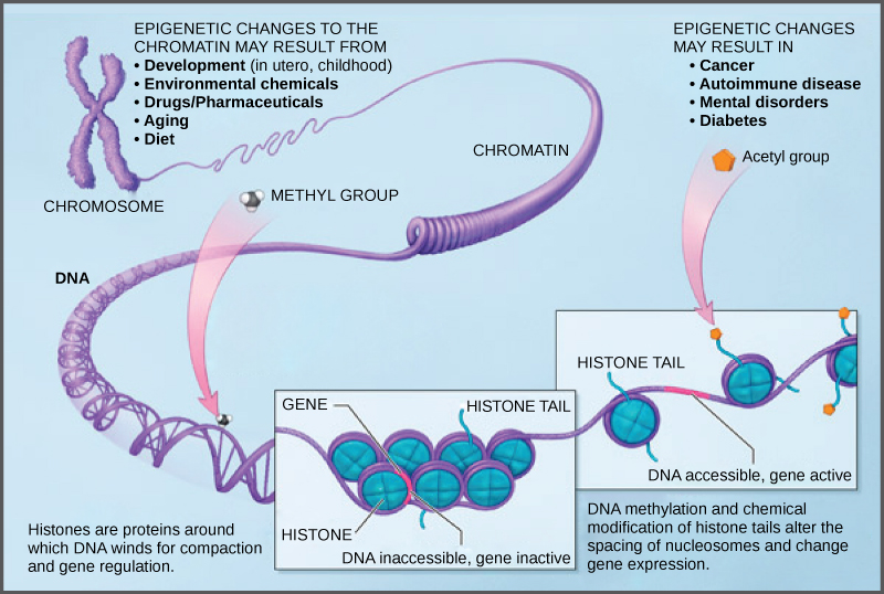 Illustration shows a chromosome that is partially unraveled and magnified, revealing histone proteins wound around the DNA double helix. Histones are proteins around which DNA winds for compaction and gene regulation. Methylation of DNA and chemical modification of histone tails are known as epigenetic changes. Epigenetic changes alter the spacing of nucleosomes and change gene expression. Epigenetic changes may result from development, either in utero or in childhood, environmental chemicals, drugs, aging, or diet. Epigenetic changes may result in cancer, autoimmune disease, mental disorders, and diabetes.