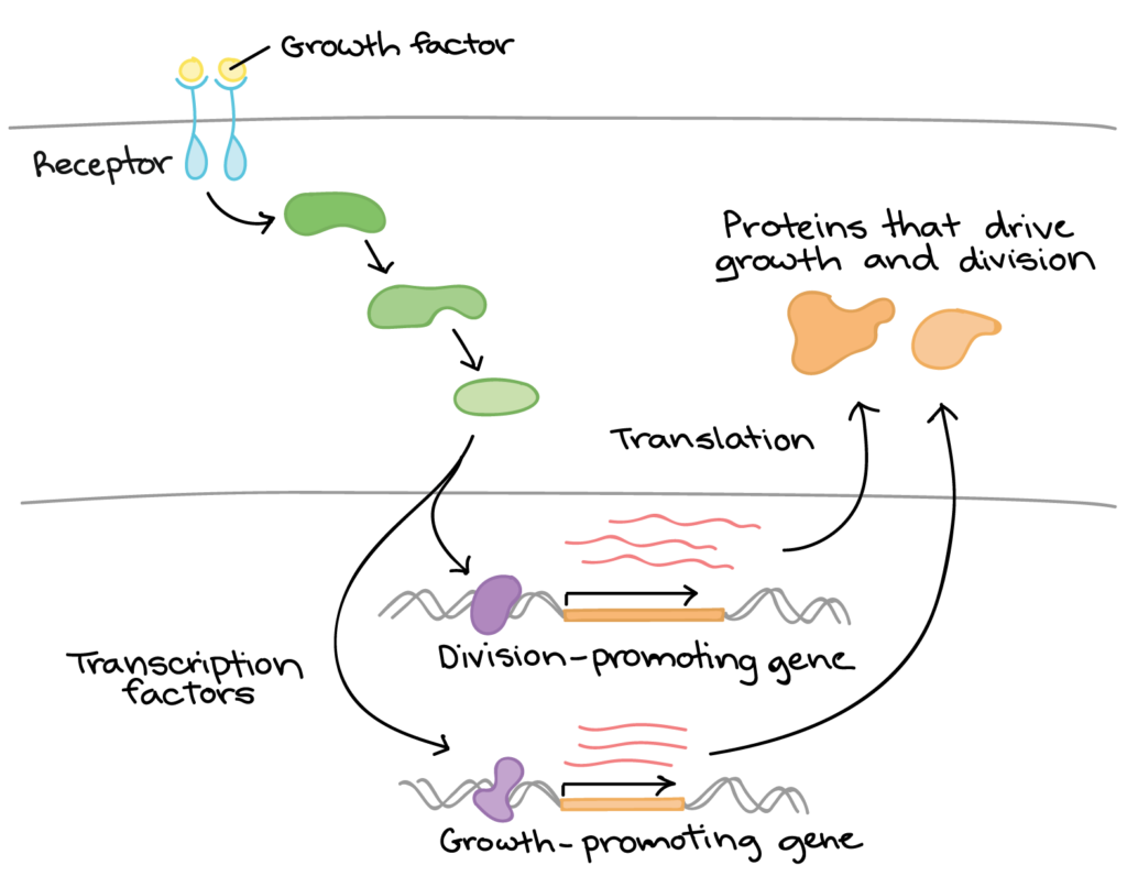 Growth factors bind to their receptors on the cell surface and activate a signaling pathway in the cell. The signaling pathway activates transcription factors in the nucleus, which bind to DNA near division promoting growth promoting genes and cause them to be transcribed into RNA. The RNA is processed and exported from the nucleus, then translated to make proteins that drive division and growth.
