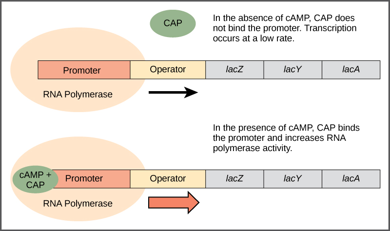 The lac operon consists of a promoter, an operator, and three genes named lacZ, lacY, and lacA that are located in sequential order on the DNA. In the absence of cAMP, the CAP protein does not bind the DNA. RNA polymerase binds the promoter, and transcription occurs at a slow rate. In the presence of cAMP, a CAP–cAMP complex binds to the promoter and increases RNA polymerase activity. As a result, the rate of RNA synthesis is increased.
