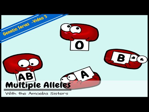 Thumbnail for the embedded element "Multiple Alleles (ABO Blood Types) and Punnett Squares"