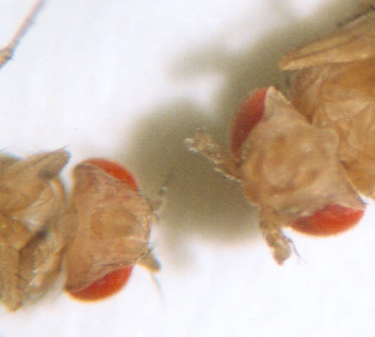 This photo shows Drosophila that has normal antennae on its head, and a mutant that has legs on its head.