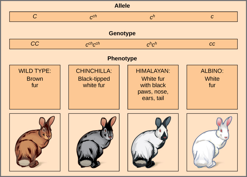 This illustration shows the four different variants for coat color in rabbits at the c allele. The genotype CC produces the wild type phenotype, which is brown. The genotype c^{ch}c^{ch} produces the chinchilla phenotype, which is black-tipped white fur. The genotype c^{h}c^{h} produces the Himalayan phenotype, which is white on the body and black on the extremities. The genotype cc produces the recessive phenotype, which is white