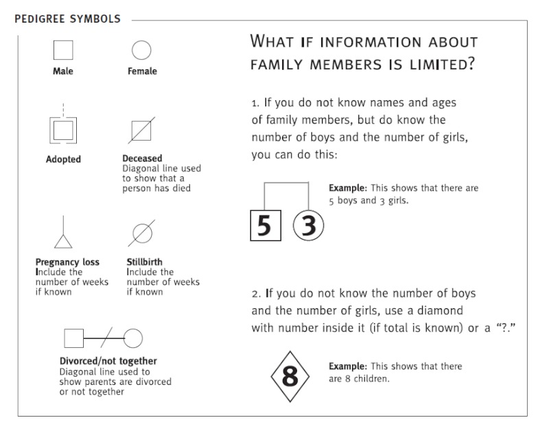 A Chart indicating common symbols on pedigree charts. A square indicates a male. A circle indicated a female. A dotted line with a second outline around the shape indicated the individual was adopted. A slash through the shape indicates the individual is deceased. A small triangle indicates a pregnancy loss. If the number of weeks is known, it is included. A still birth is indicated in the same way as a death. A slash through a connecting line indicates a divorce. If you do not know names of individuals, but do know the number of male and female children, you can indicate this with the number of children inside a square and a circle. For example, the number 5 in a square would indicated five sons. If you do not know the gender of children but you do know the number of children, you can indicate this by recording the number of children inside a diamond.