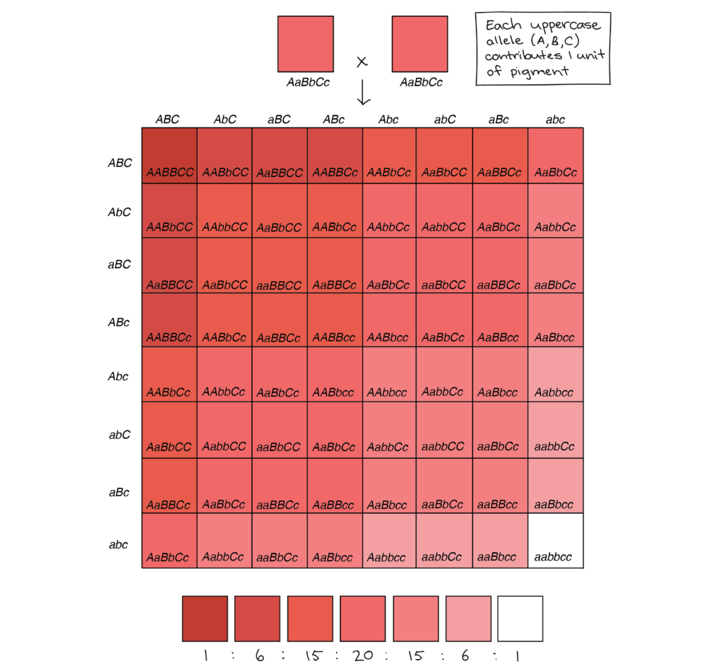 64-square Punnett square illustrating the phenotypes of the offspring of an AaBbCc x AaBbCc cross (in which each uppercase allele contributes one unit of pigment, while each lowercase allele contributes zero units of pigment). Of the 64 squares in the chart: 1 square produces a very very dark red phenotype (six units of pigment) 6 squares produce a very dark red phenotype (five units of pigment) 15 squares produce a dark red phenotype (four units of pigment). 20 squares produce a red phenotype (three units of pigment) 15 squares produce a light red phenotype (two units of pigment) 6 squares produce a very light red phenotype (one unit of pigment) 1 square produces a white phenotype (no units of pigment)