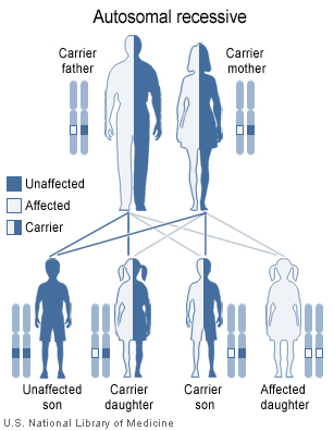 A chart showing the inheritance patterns for autosomal recessive diseases. Two carrier parents have a 25 percent chance of producing an unaffected child, a 50 percent chance of producing a carrier child, and a 25 percent chance of producing an affected child.