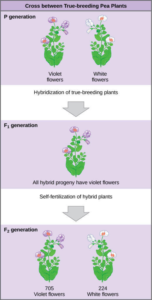 The diagram shows a cross between pea plants that are true-breeding for purple flower color and plants true-breeding for white flower color. This cross-fertilization of the P generation resulted in an F_{1} generation with all violet flowers. Self-fertilization of the F_{1} generation resulted in an F_{2} generation that consisted of 705 plants with violet flowers, and 224 plants with white flowers.