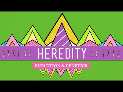 Thumbnail for the embedded element "Heredity: Crash Course Biology #9"