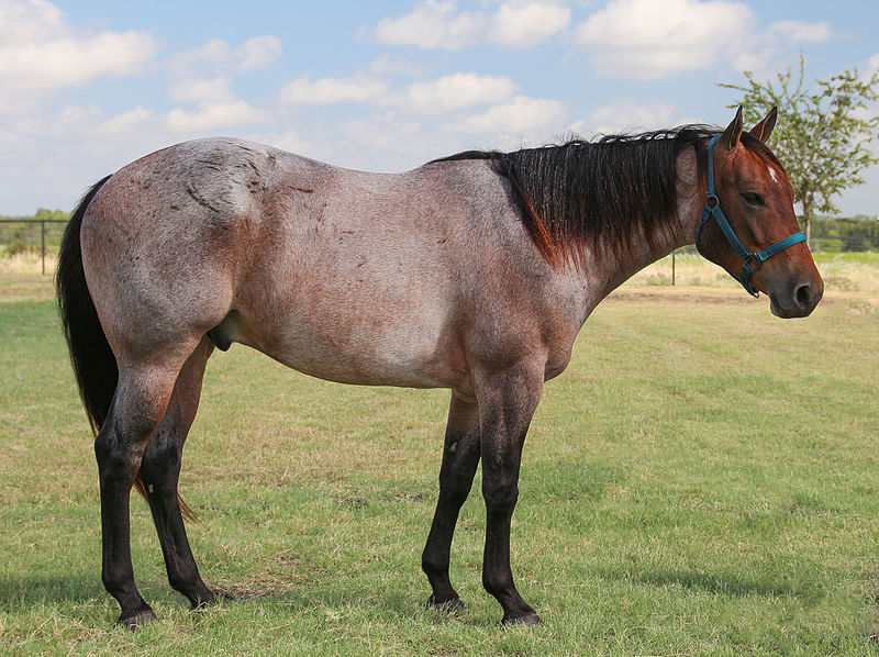 A horse with red roan coloring.