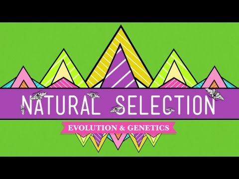Thumbnail for the embedded element "Natural Selection - Crash Course Biology #14"