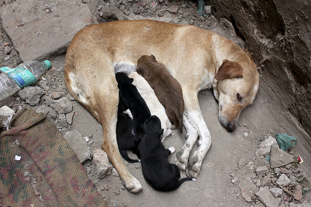 a mother dog nursing approximately five puppies. three are black, one is brown, and the other is pale yellow. The mother is a light brown.