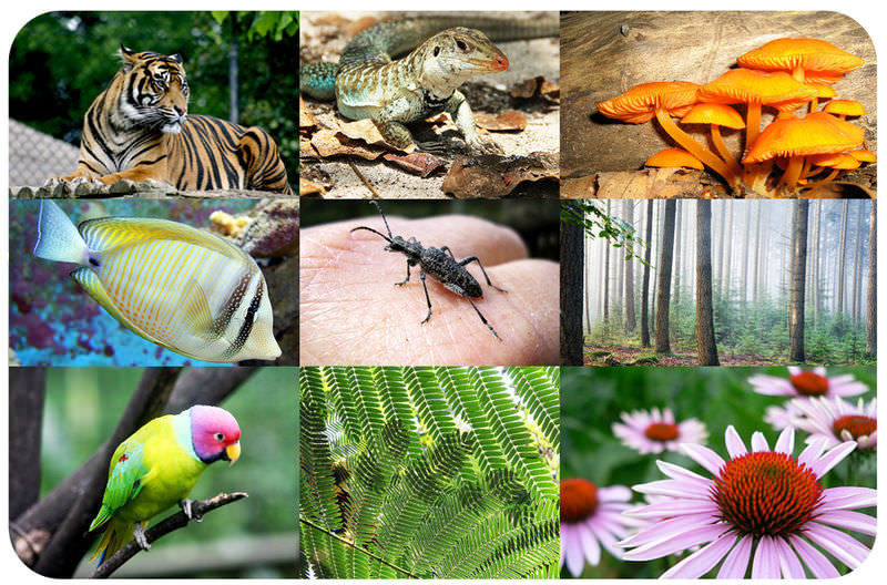 A photo collage of a tiger, a lizard, mushrooms, a fish, an ant, trees, a parrot, pine needles, and a flower.